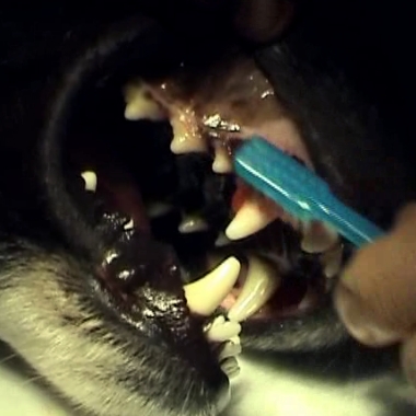 Soins des dents