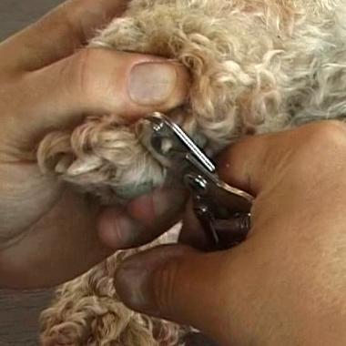 Soins des griffes