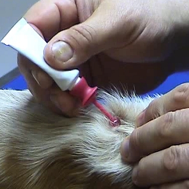 Soins contre les parasites
